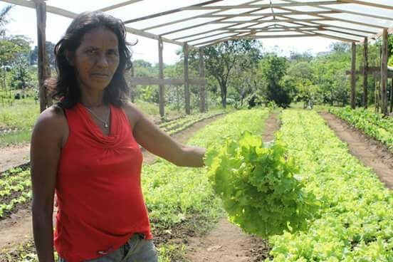 Resultado do uso do Bocage Amazônico casa de vegetação seu Alírio.JPG